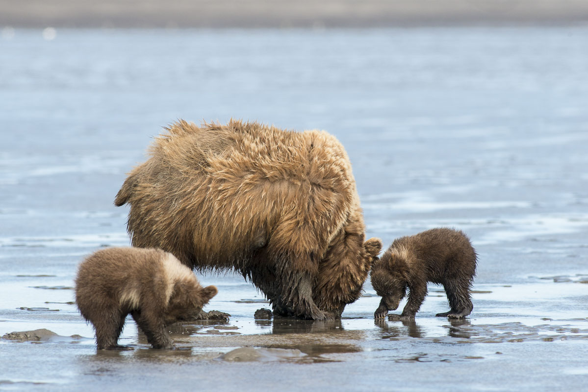 A brown bear sow teaches her spring cubs how to clam at low tide on the Cook Inlet coast of Lake Clark National Park & Preserve...