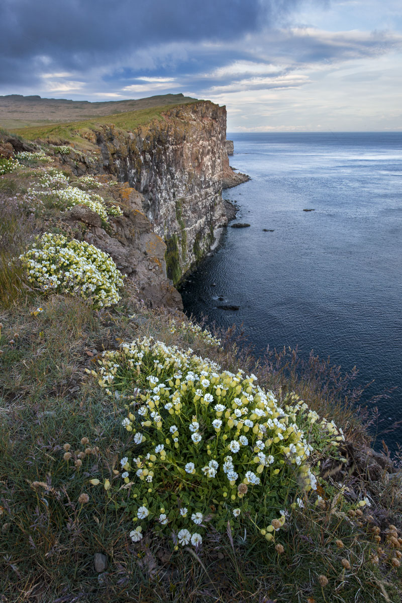 Clusters of white sea campion flowers decorate the cliff at Tetravik in West Fjords of Iceland.
