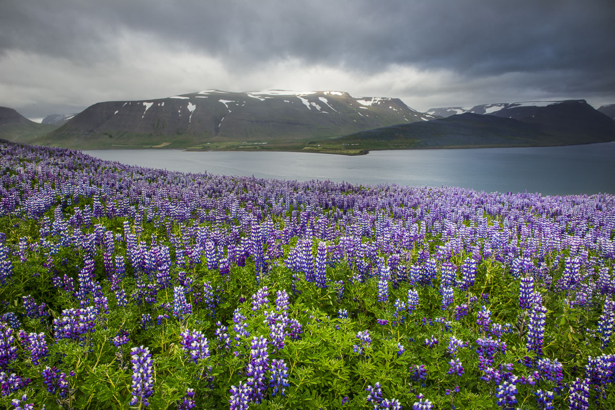 While traveling through the West Fjords region of Iceland in the summer, we found several fields and mountainsides coated in...