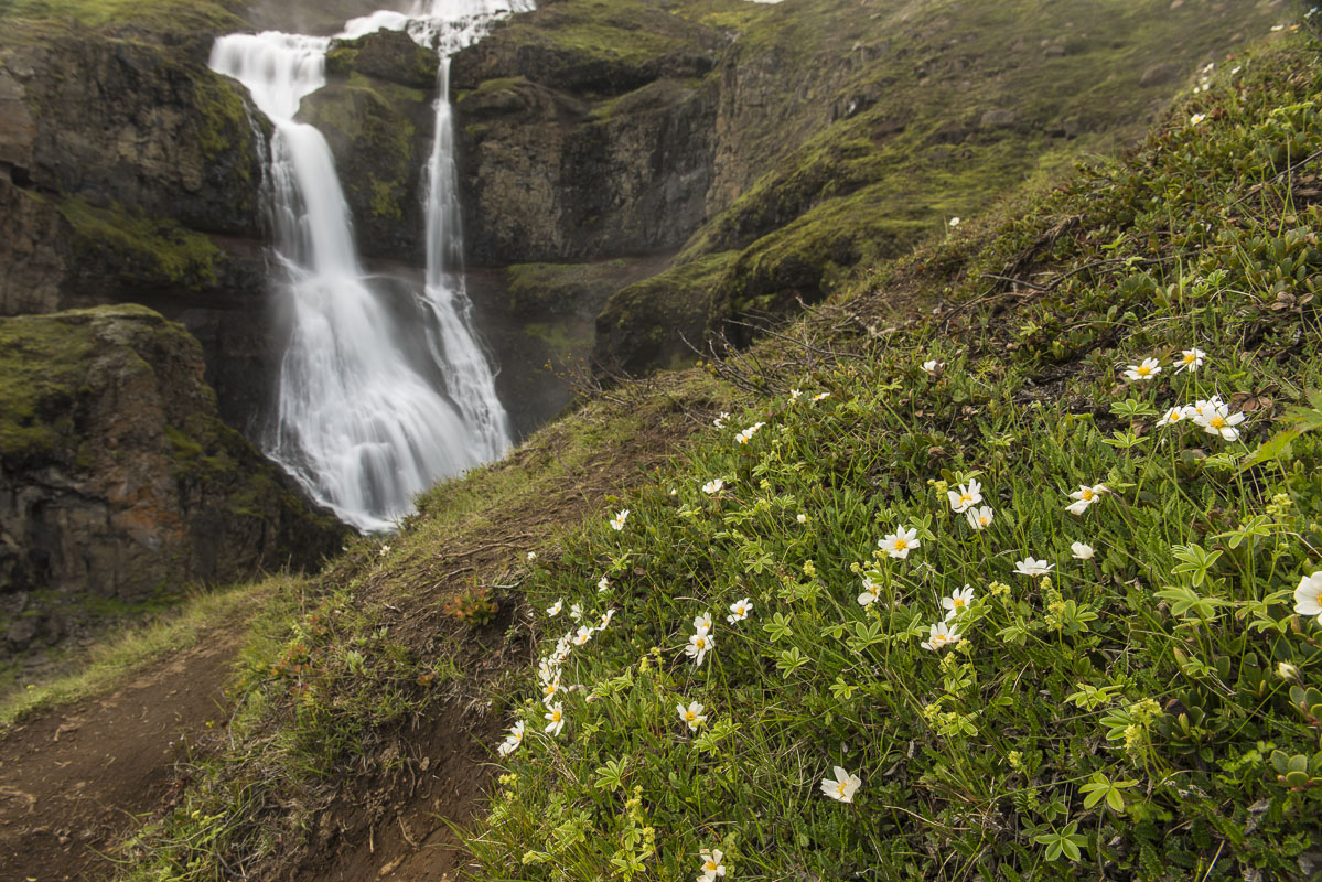 When visiting Iceland in the summer, it is easy to find a combination of flowers and waterfalls on some caostal slope, no matter...
