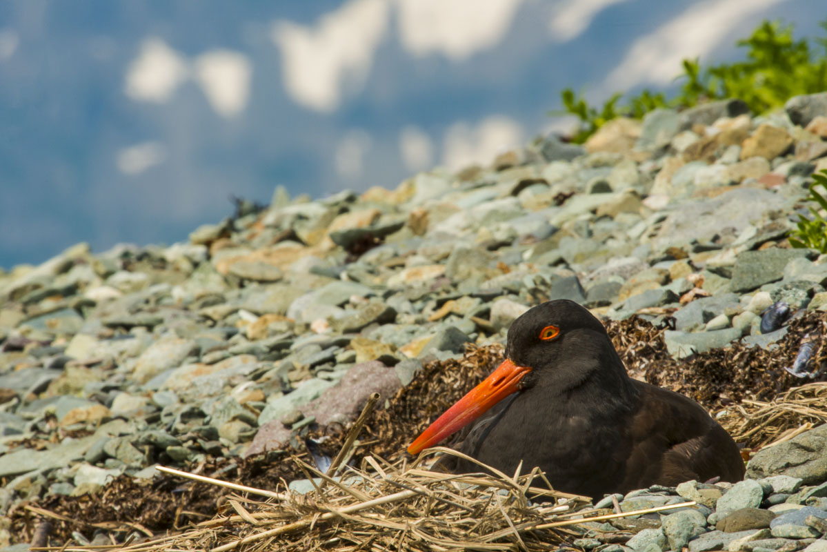 Black oyster catcher rests on eggs on shore, Kukak Bay, Katmai National Park & Preserve. Oystercatchers do not build nests, but...
