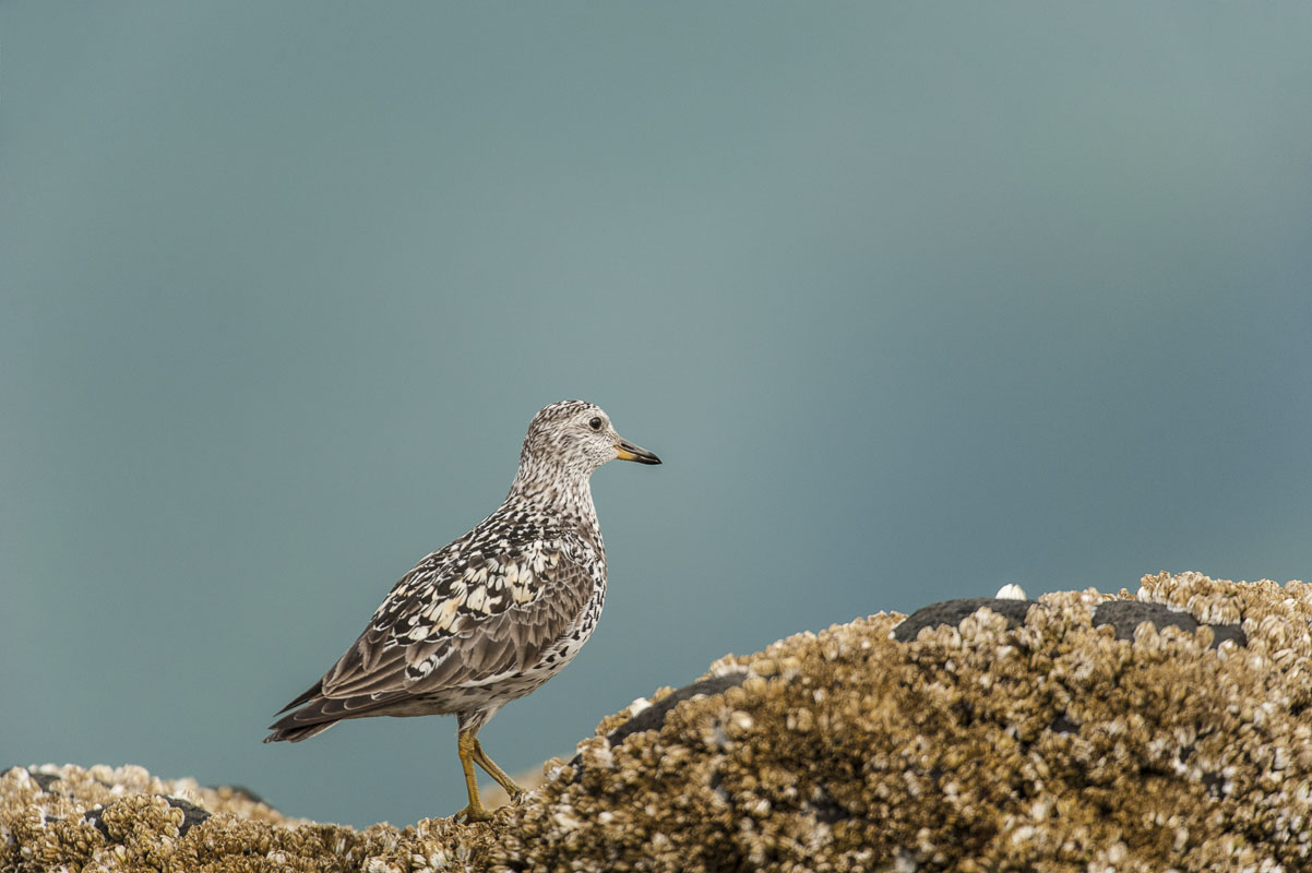 Surfbird on barnacle-covered rocks, Kukak Bay, Katmai National Park & Preserve