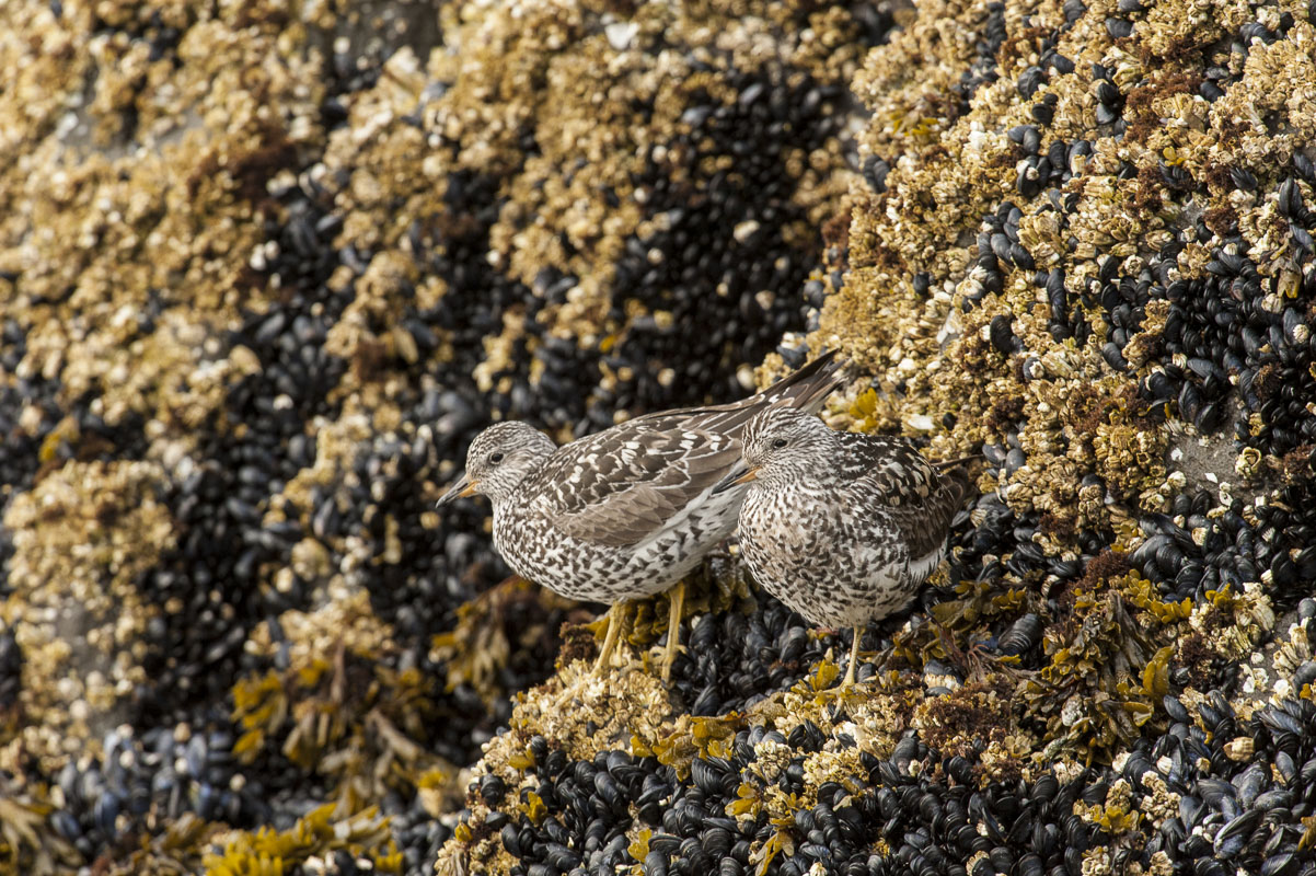 Pair of surfbirds on barnacle and mussel-covered rocks, Kukak Bay, Katmai National Park & Preserve