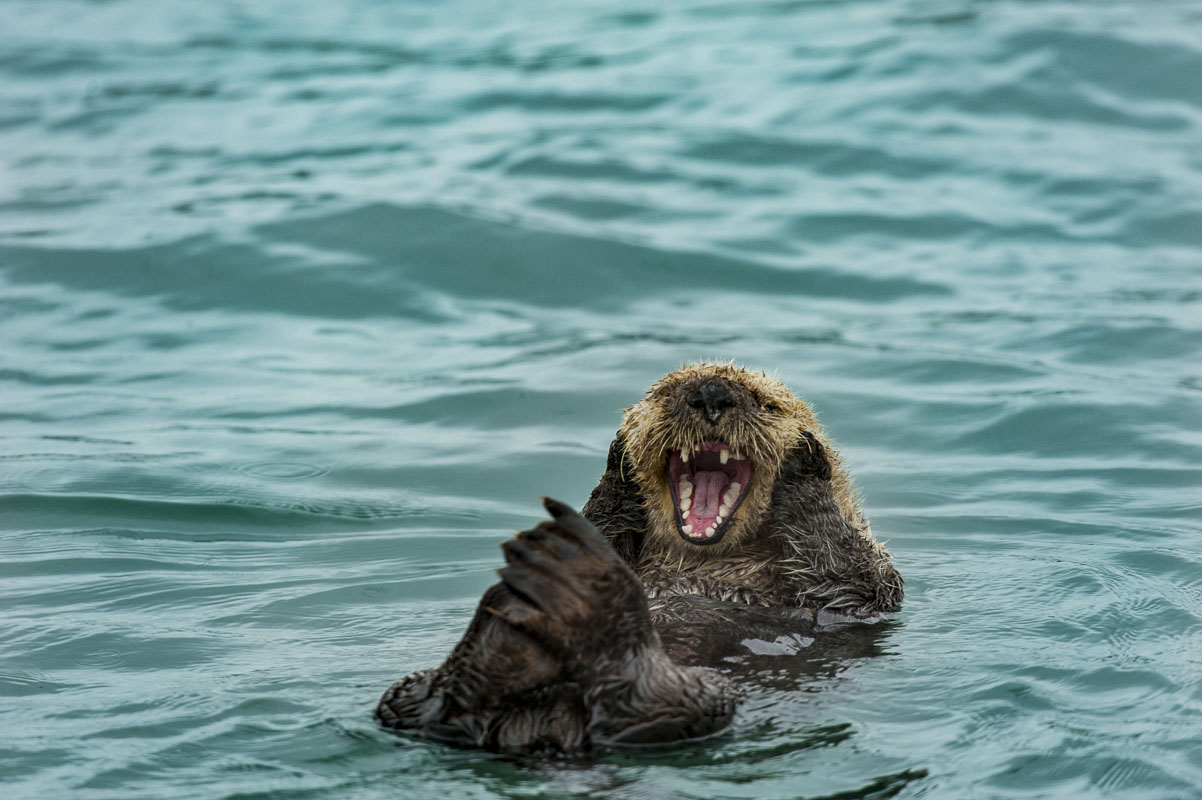 Yet another exampe of a marine mammal engaging in behavior that is easy to anthropomorphize. This sea otter floating in the waters...