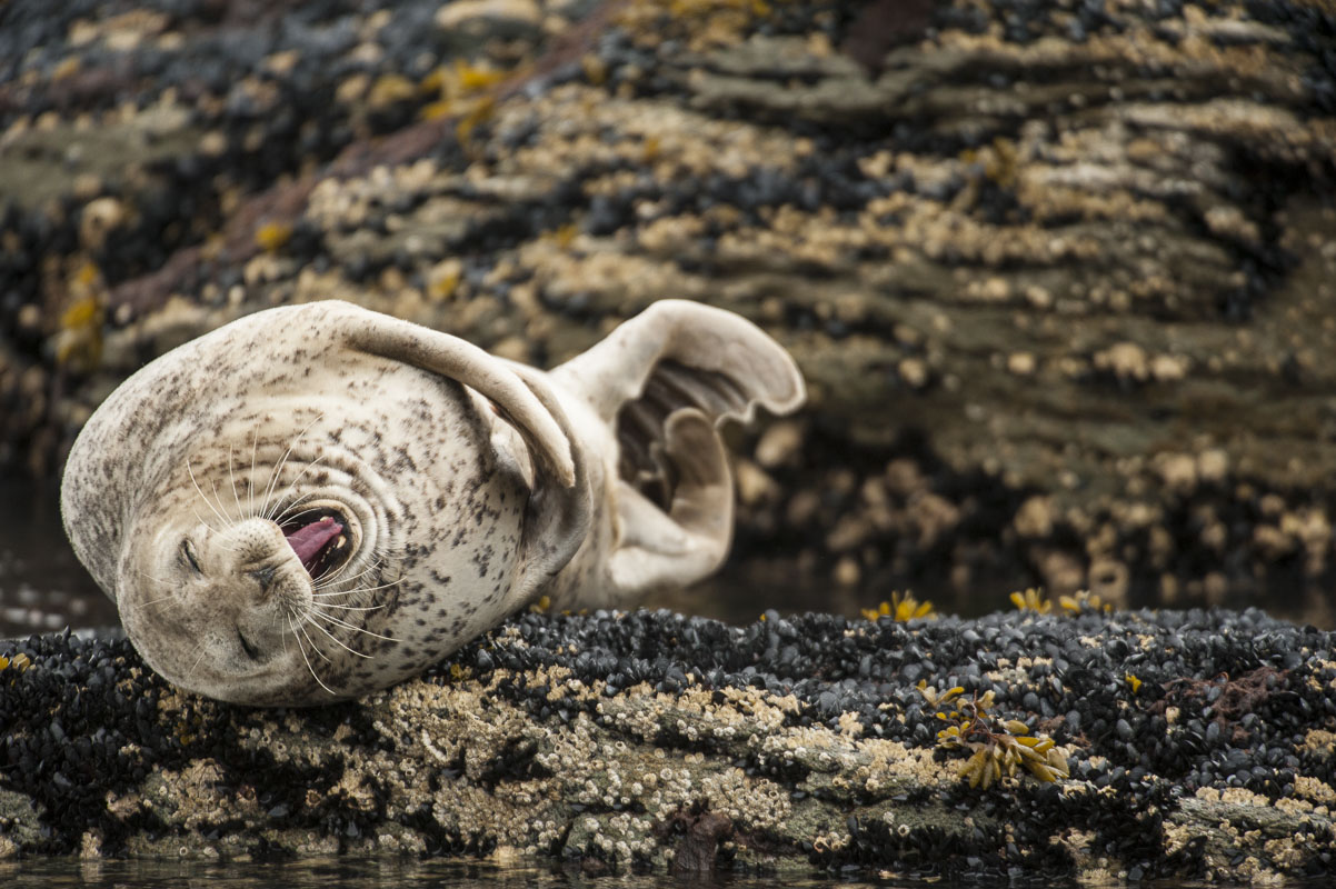 I am honestly not sure what this harbor seal is doing at a haulout in Kukak Bay, Katmai National Park, but it looks like he is...