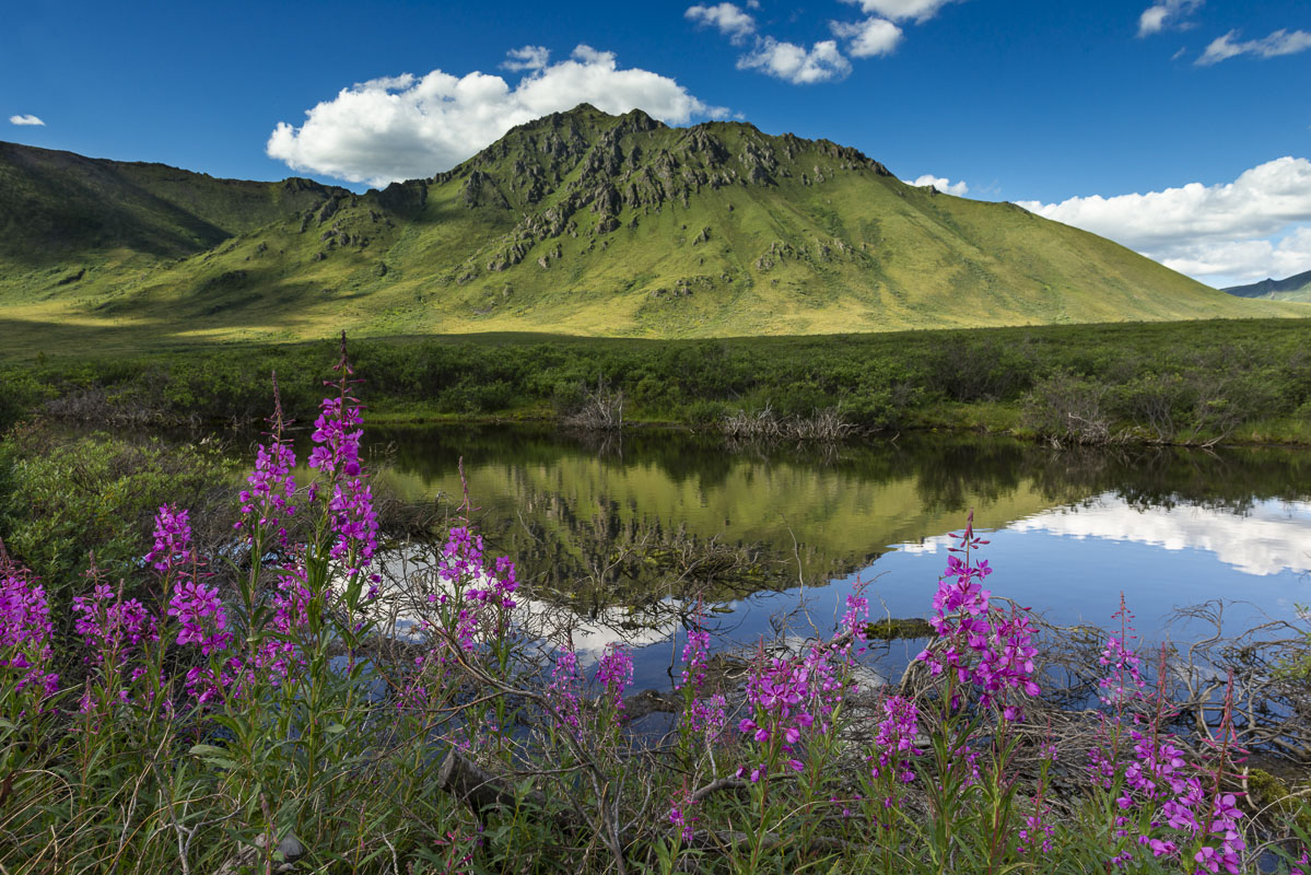 Fireweed blooms along a pond on a calm late-summer morning in Tombstone Territorial Park, Yukon Territory, Canada.
