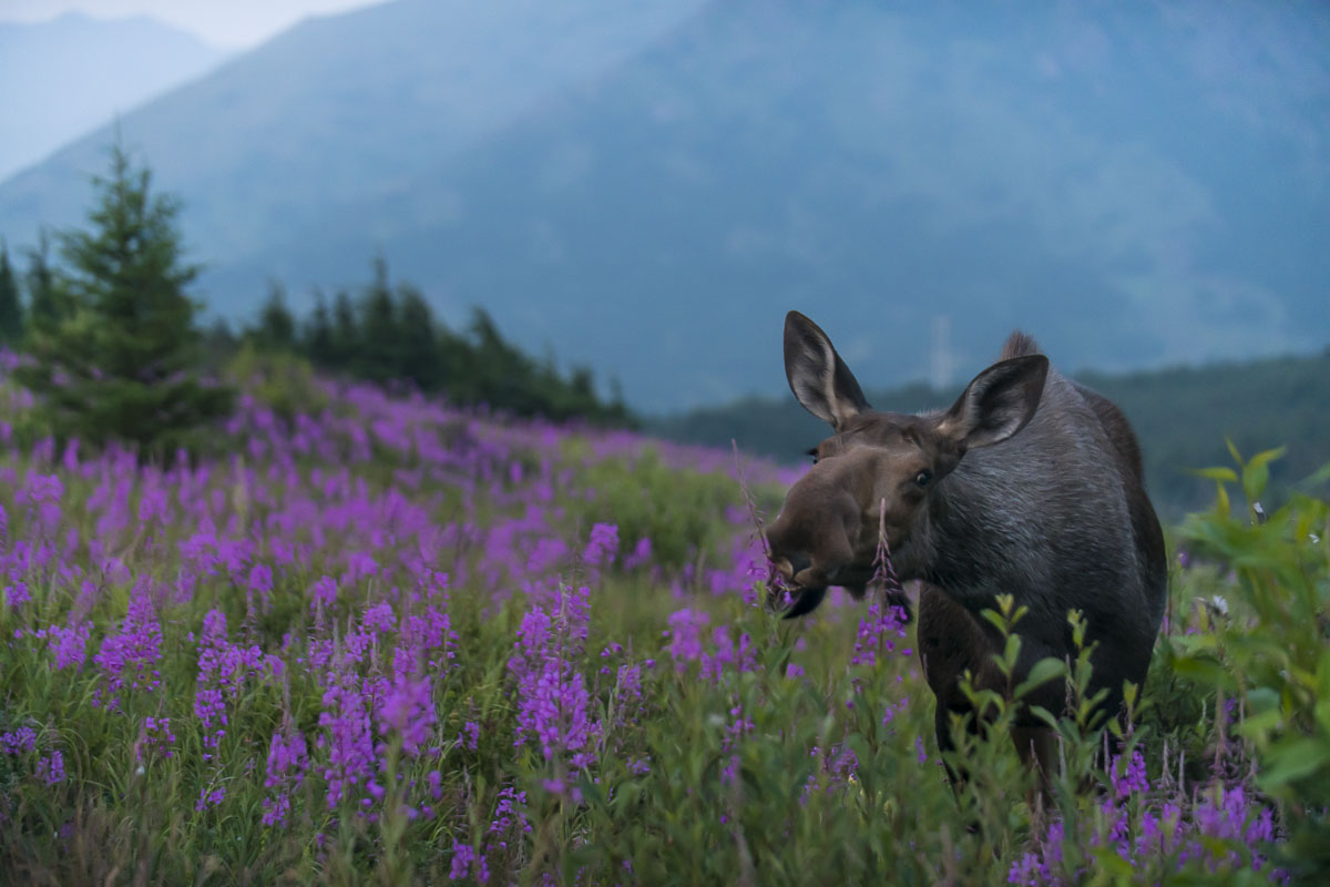 A cow moose browses on fireweed near the Glen Alps trailhead, Chugach State Park.