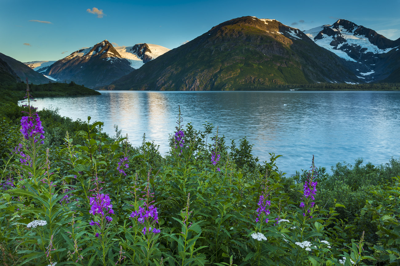 A patch of fireweed and yarrow add color to the shoreline near Portage Lake, with evening light reflecting from Portage Glacier...