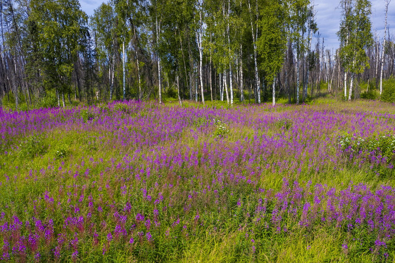 A field of fireweed spreads out from the site of a recent wildfire burn near the Parks Highway.