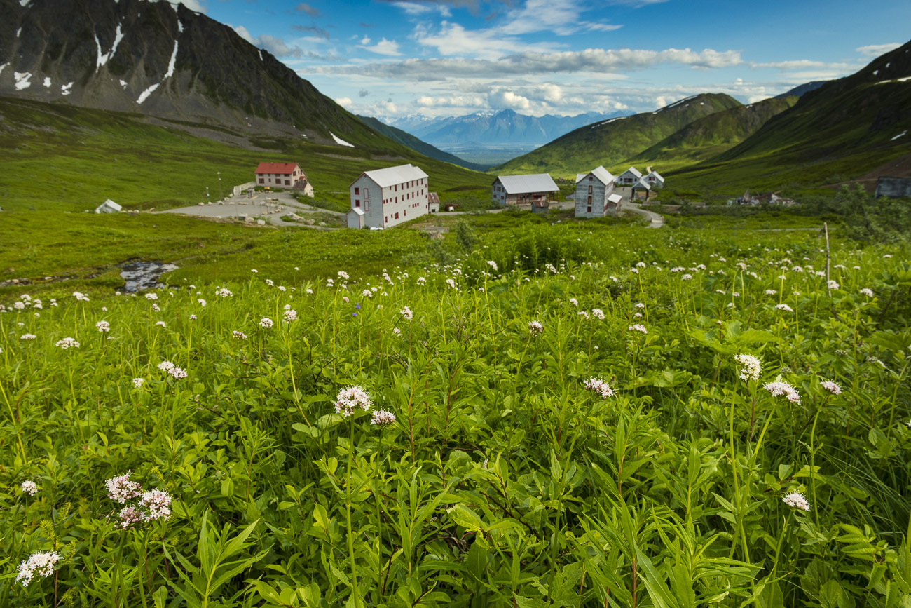A field of wildflowers rolls down a hillside above historical mine buildings in the Independence Mine State Historical Site...
