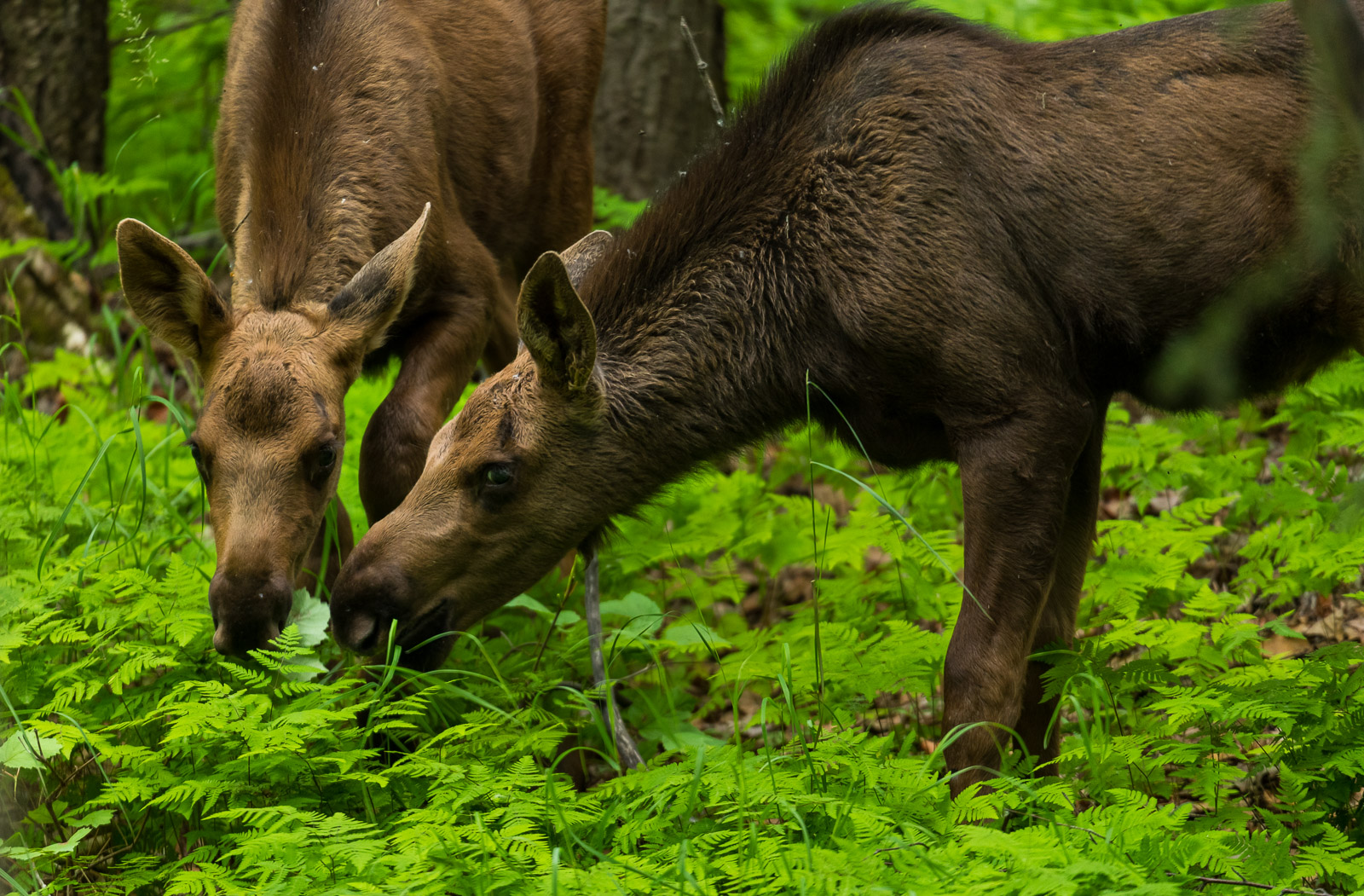 A pair of spring twin moose browse on some ferns in Kincaid Park, Anchorage, Alaska.