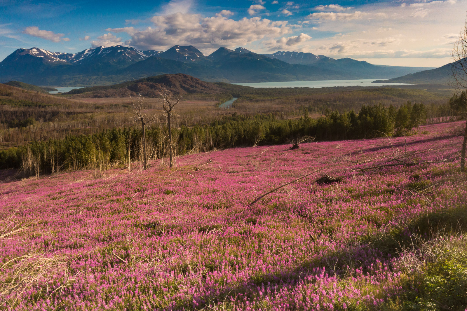 A field of fireweed flows out away toward the Kenai Mountains in the Kenai National Wildlife Refuge.