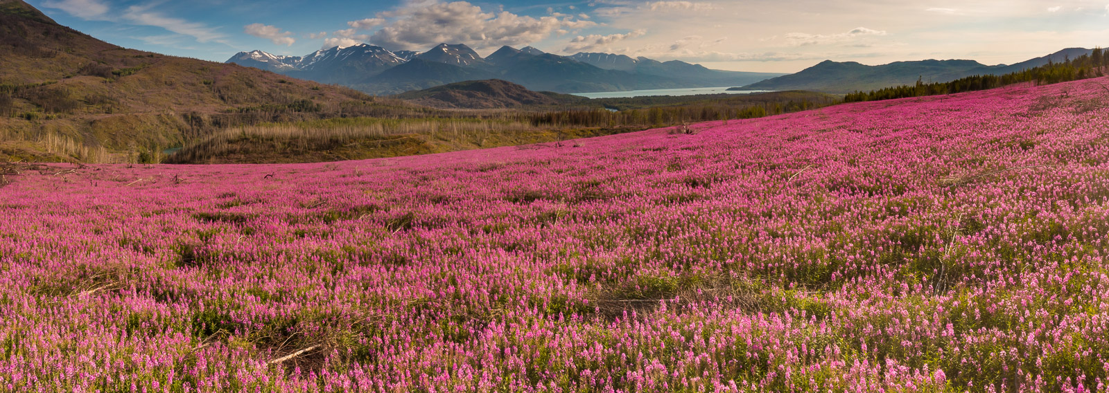 In 2019, the Swan Lake Fire consumed over 167,000 acres from early June to September. Two years later, a massive fireweed bloom...