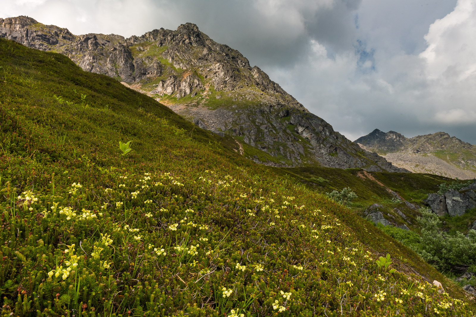 A patch of crowberries in Hatcher Pass bloom in mid-July.