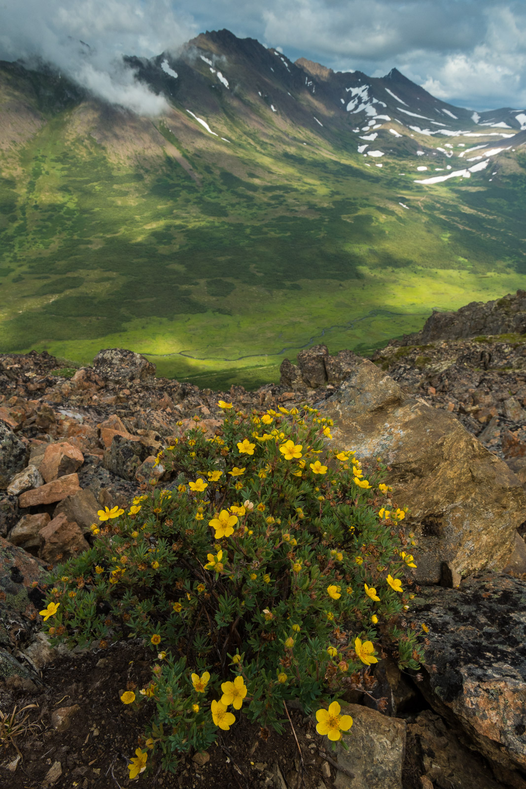 A lone cluster of Tundra Rose, or Shrubby Cinquefoil, stands amidst a cluster of rocks on the backside of Flattop Mountain in...