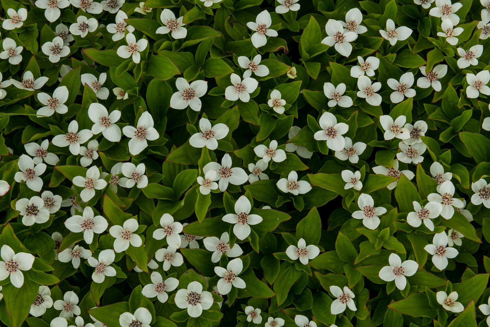 A patch of Dwarf Dogwood covers the ground along a trail in Chugach State Park.