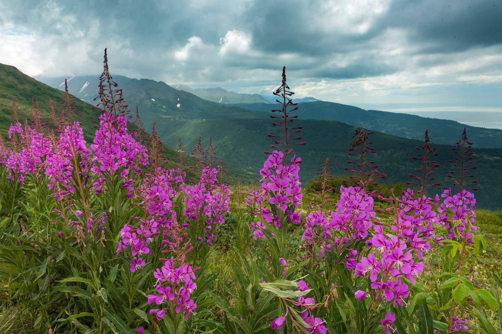 A cluster of half-bloomed fireweed blooms along the trail to Flattop Mountain in Chugach State Park.