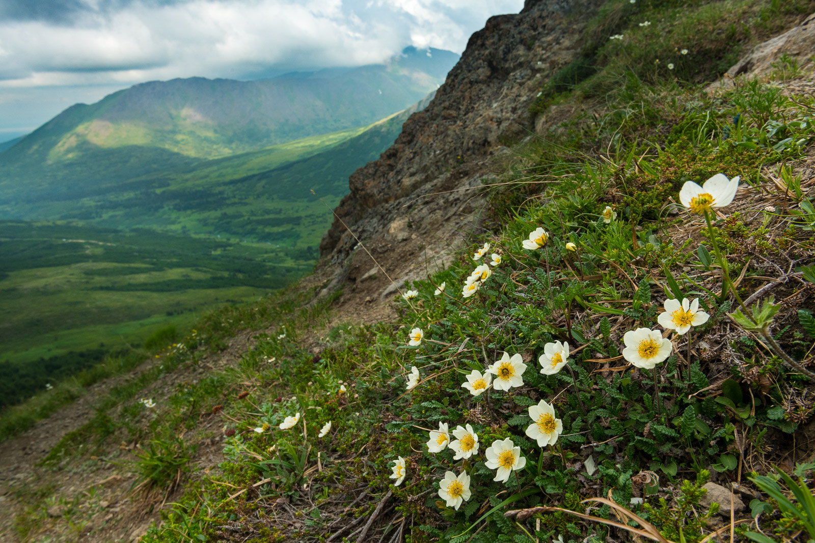 A cluster of south-facing Mountain Avens decorate the trailside on the way up to Flattop Mountain in Chugach State Park, with...