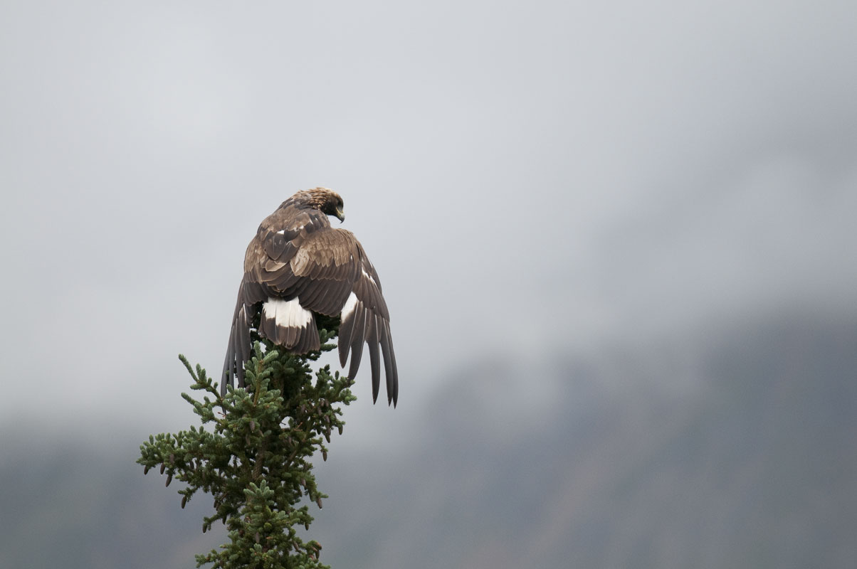 A golden eagle rests atop a spruce tree alongside the park road during a rainy late-summer day in Denali National Park & Preserve...