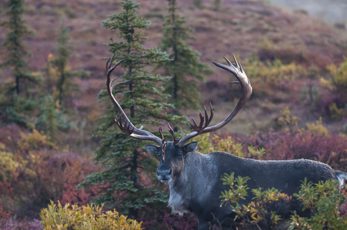 A lone bull caribou pauses in the autumn near Wonder Lake in Denali National Park & Preserve.