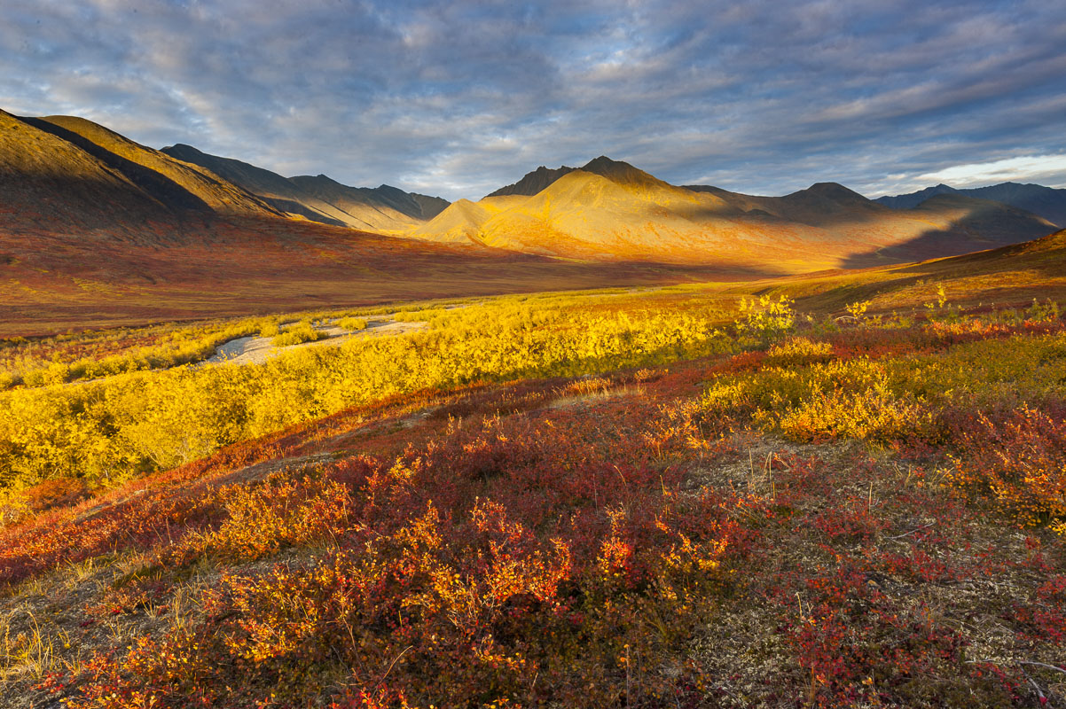 Eveing light over Kollutarak Creek, Gates of the Arctic National Park & Preserve. The combination of yellow willow and red-orange...