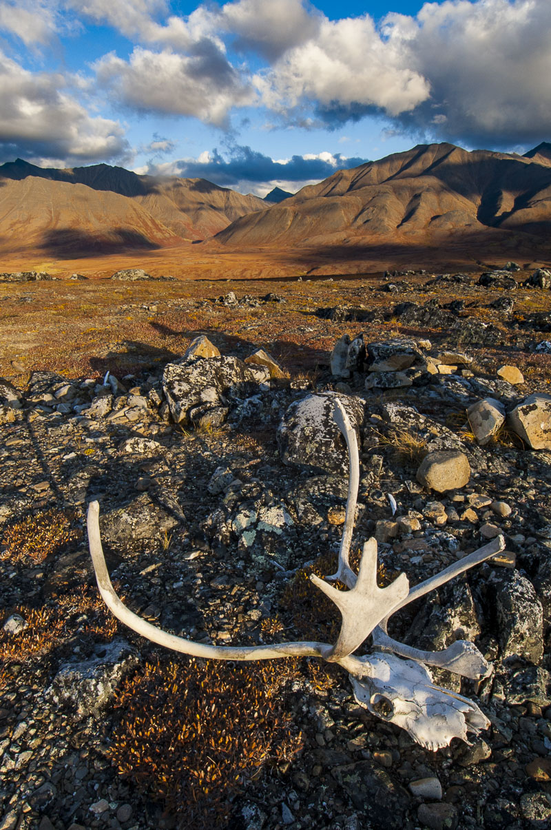 A caribou skull with antlers rests on a hill in the John River valley in Gates of the Arctic National Park & Preserve.