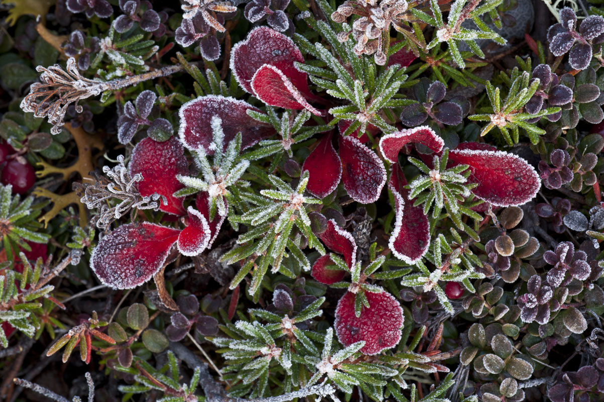 A mixture of bear berry, crow berry and low bush cranberry plants sport a fresh frost on the alpine tundra in Anaktuvuk Pass...