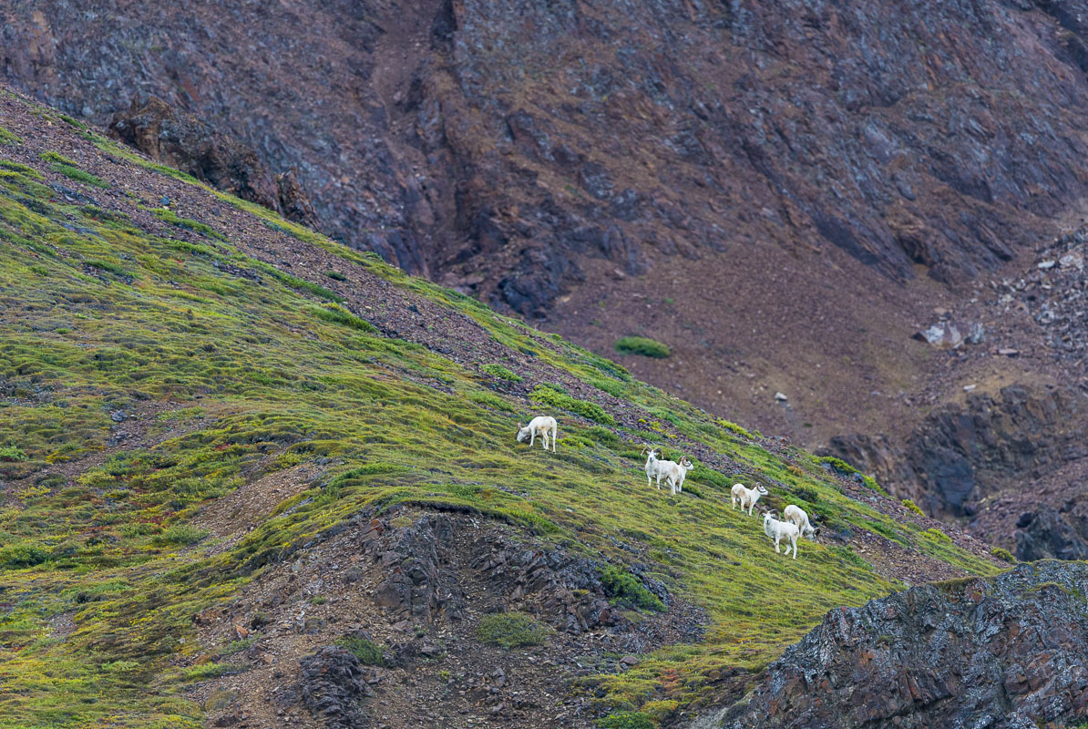 A group of Dall sheep rams graze on a slope in Denali National Park & Preserve, Alaska.