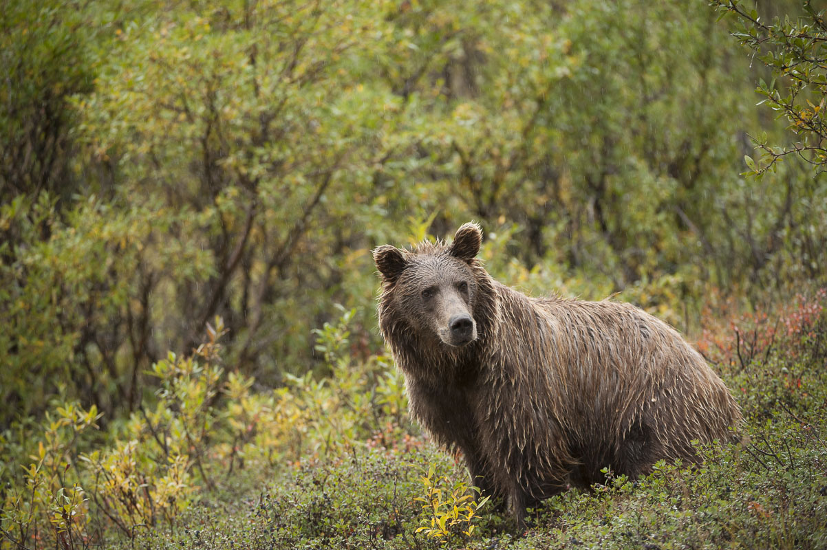 A soaked brown bear pauses at the base of Polycrhome Pass, Denali National Park & Preserve.
