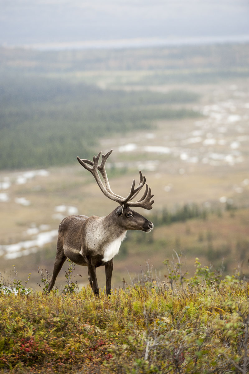 During a drive near Wonder Lake in Denali National Park & Preserve, I stopped to observe a young bull caribou. He was moving...