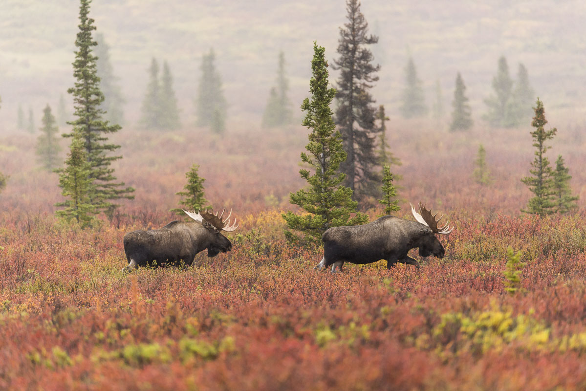A pair of bull moose wander through sparse taiga forest in Denali National Park & Preserve.