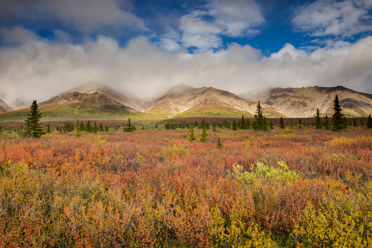 Low clouds clling to a ridge in the Alaska Range within Denali National Park & Preserve, as fall colors peak among the dwarf...