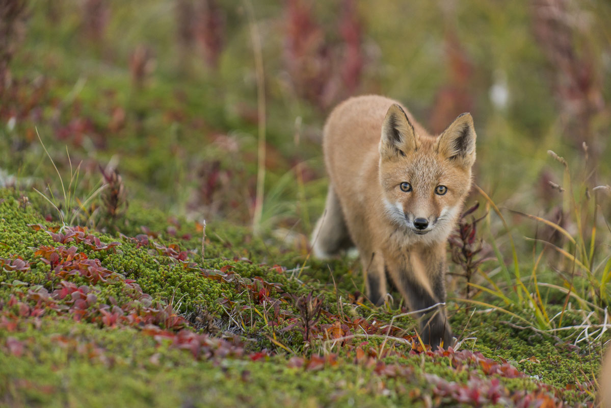 A curious kit red fox approaches on alpine tundra in Katmai National Preserve.