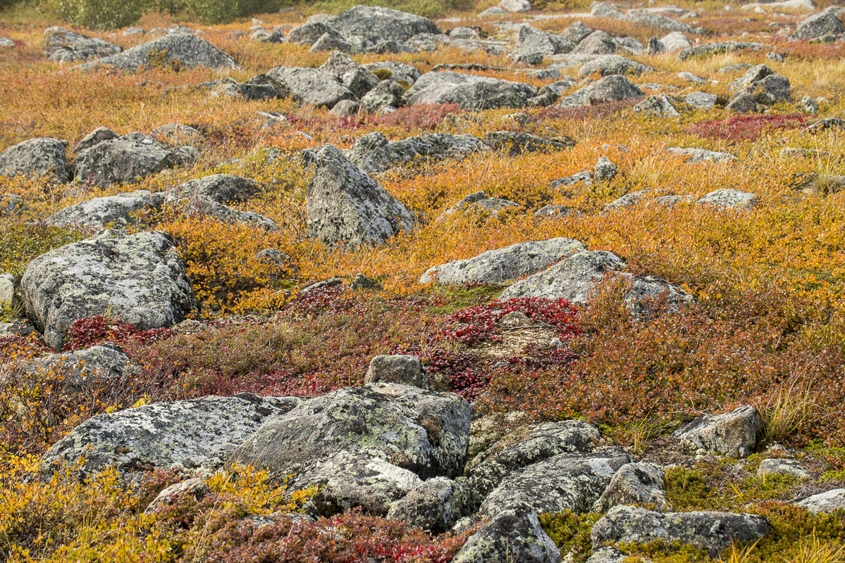 Scattered rocks and boulder at Finger Mountain along the Dalton Highway are mixed with dwarf birch, bear berries, and other Arctic...