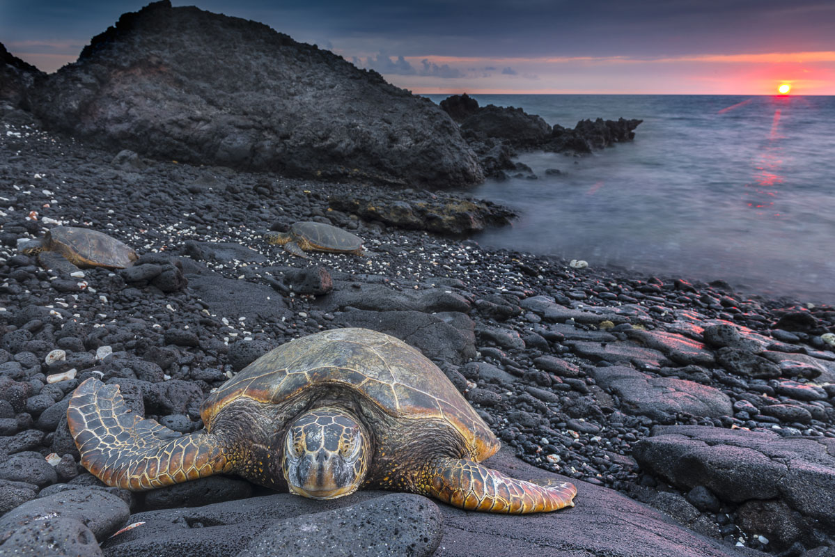 A trio of sea turtles land on a black lava beach on the Kona Coast of Hawaii in summer at sunset.