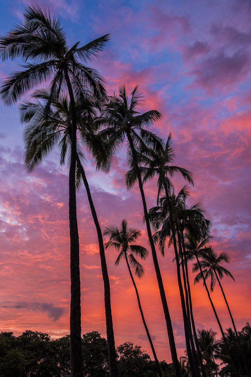 A row of palm trees stand tall against a colorful sunset in Kona on the Island of Hawaii in late summer.