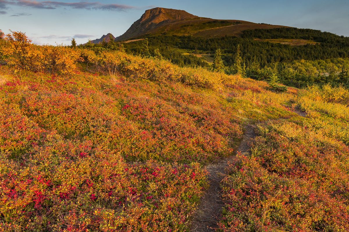 Dwarf birch and lowbush blueberries in autumn with Flattop Mountain, Chugach State Park.