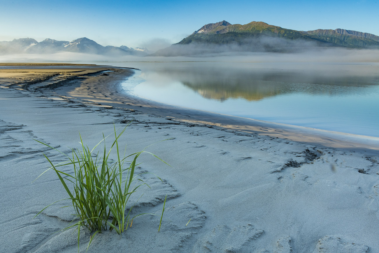 A  lone patch of grasses stands out along the tidal mudflats as morning light strikes a foggy landscape on the Turnagain Arm....