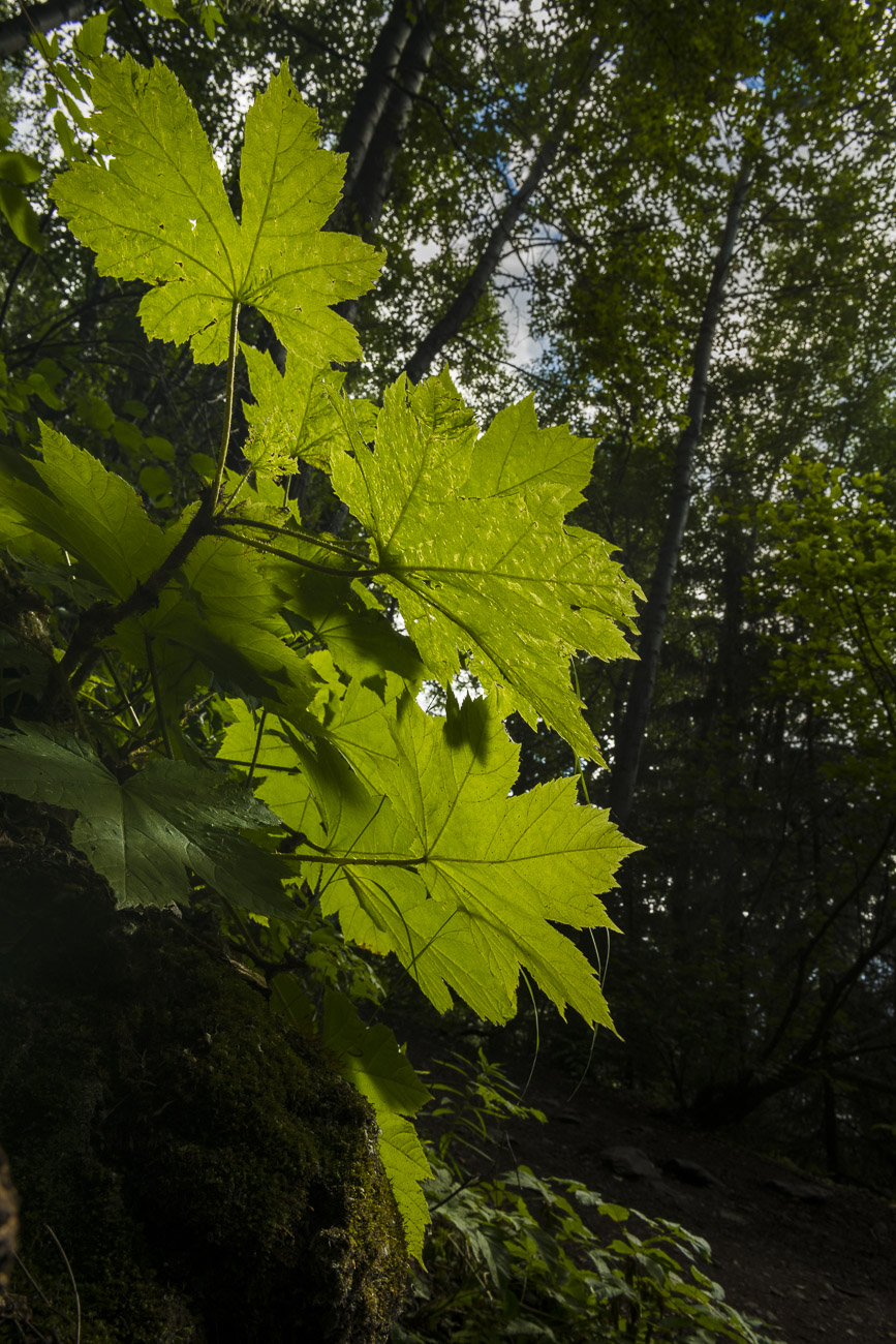 While they may be the bane of a hiker's existence, I always have enjoyed the leaves of the Devil's Club plant. As I hike along...