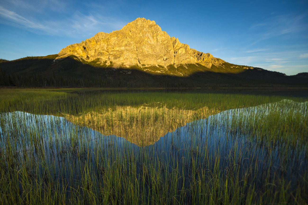 A field of reeds spreads out away from shore in a small lake along the Dalton Higway. Evening sun lights up the face of Mt. Dillon...