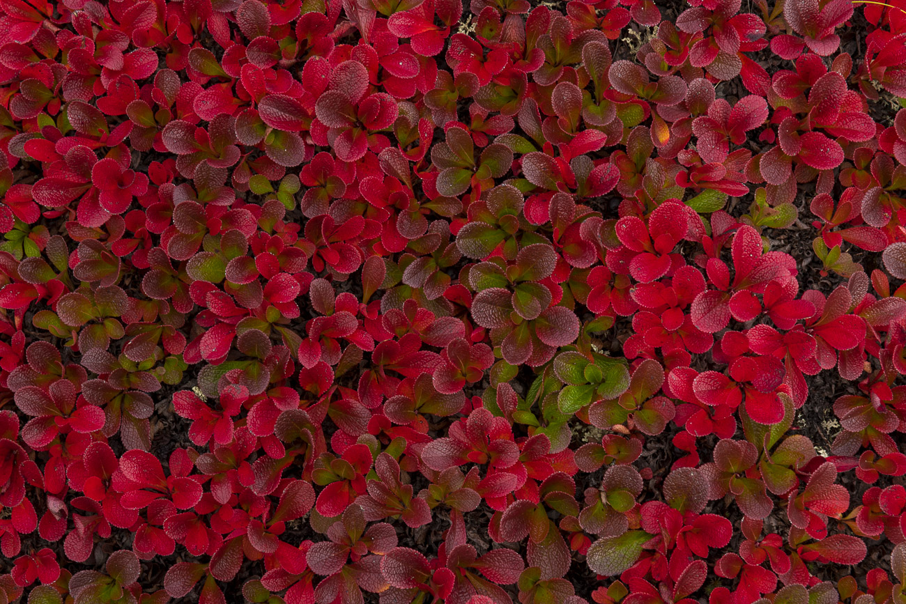 A patch of bear berries turn into various hues of red during autumn in the alpine tundra of the Brooks Range at the Chandalar...