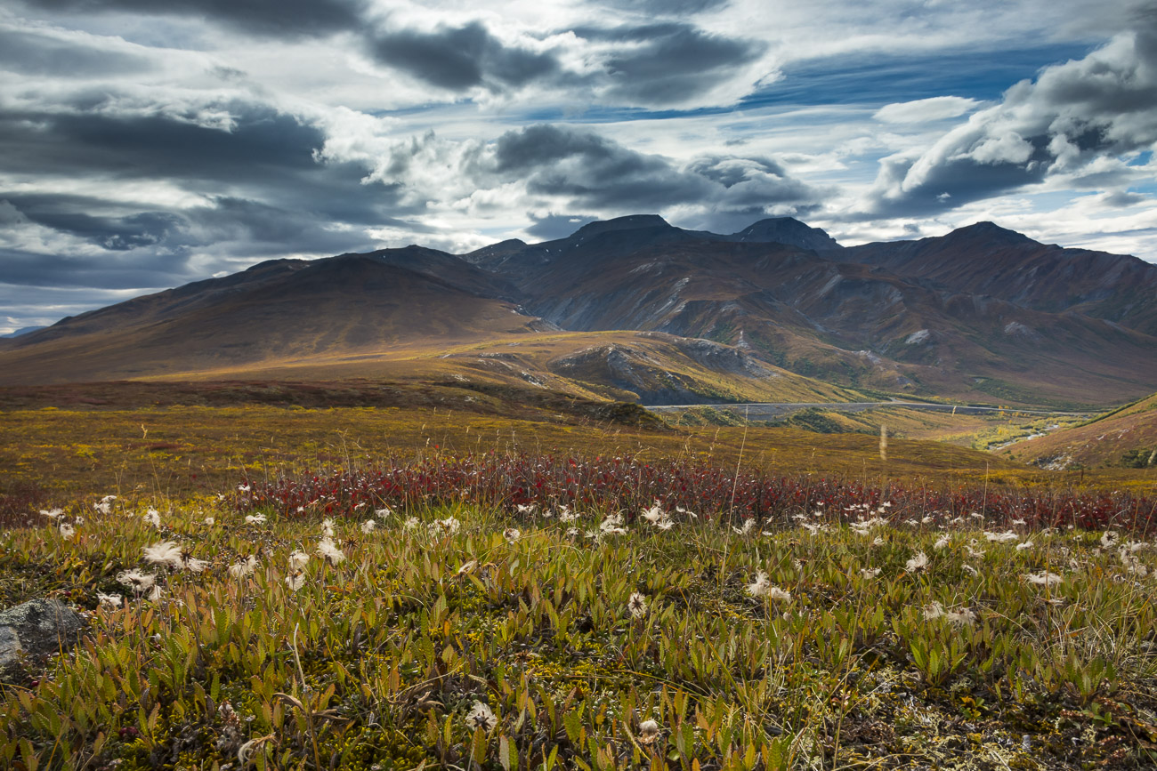 I liked how the afternoon sunlight was backlighting a patch of cotton grass on the tundra of the Chandalar Shelf. So, I got the...