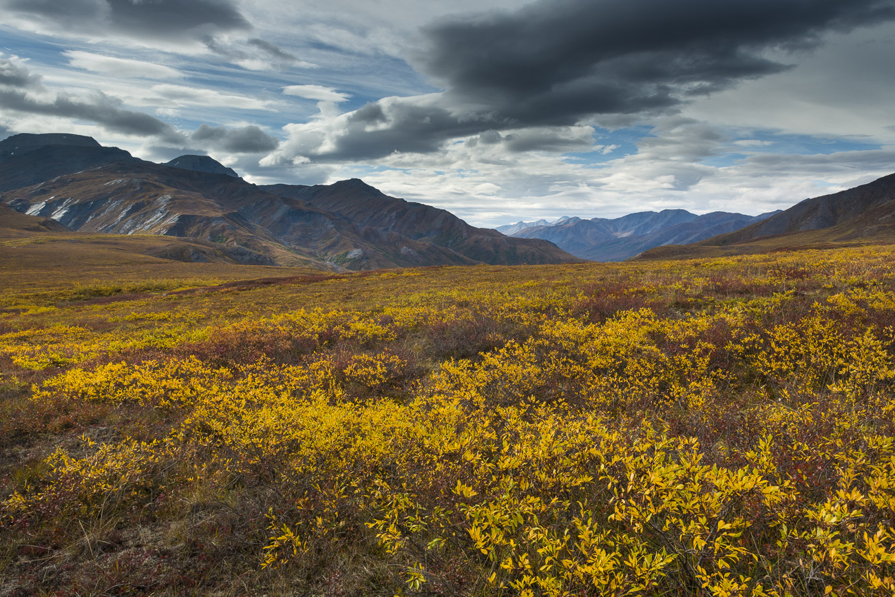 A field of willow adds a pop of yellow to the alpine tundra at the Chandalar Shelf in Alaska's Brooks Range.
