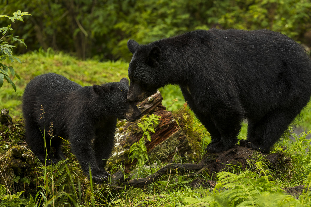 A black bear sow nuzzles her spring cub to reassure and provide comfort. The bears were at Anan Creek, with several boars nearby...
