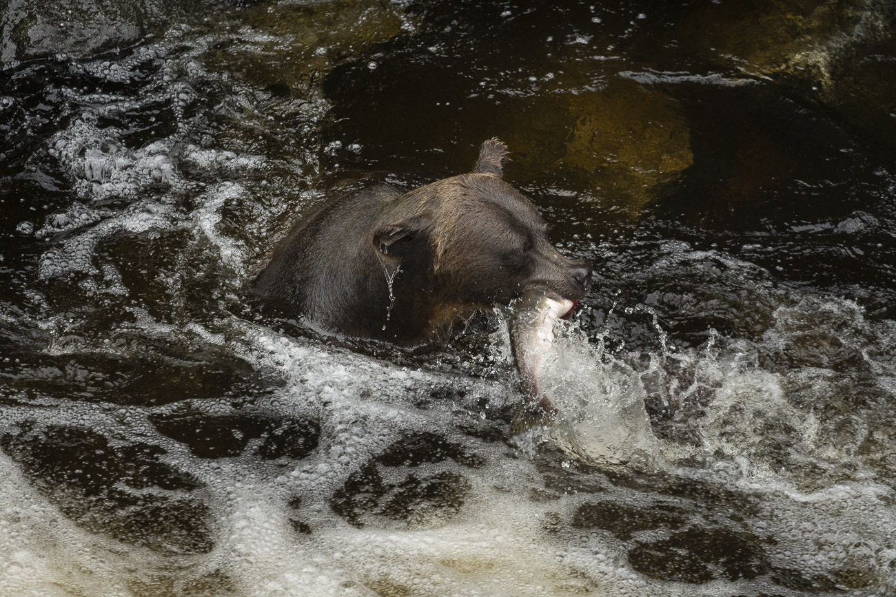 While the practice of "snorkeling" is a common fishing technique - the bear sticks its head under water to look for salmon to...