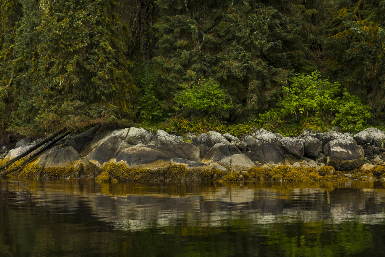 Calm water reflects the coastline of the Tongass National Forest, showing the transition from forest to exposed barnacles below...