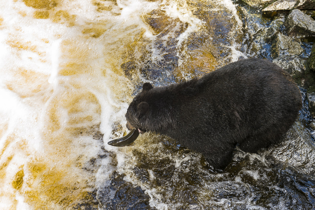 A black bear sow successfully catches a salmon while fishing along the shore at Anan Creek. This photo was captured from the...