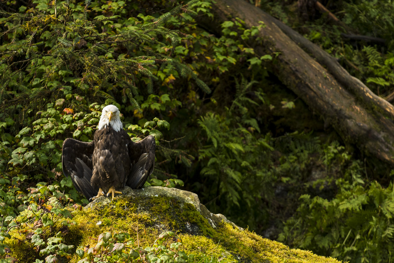 An American bald eagle rests on an outcrop above Anan Creek to dry out its wings after a steady rainfall came to a stop and the...