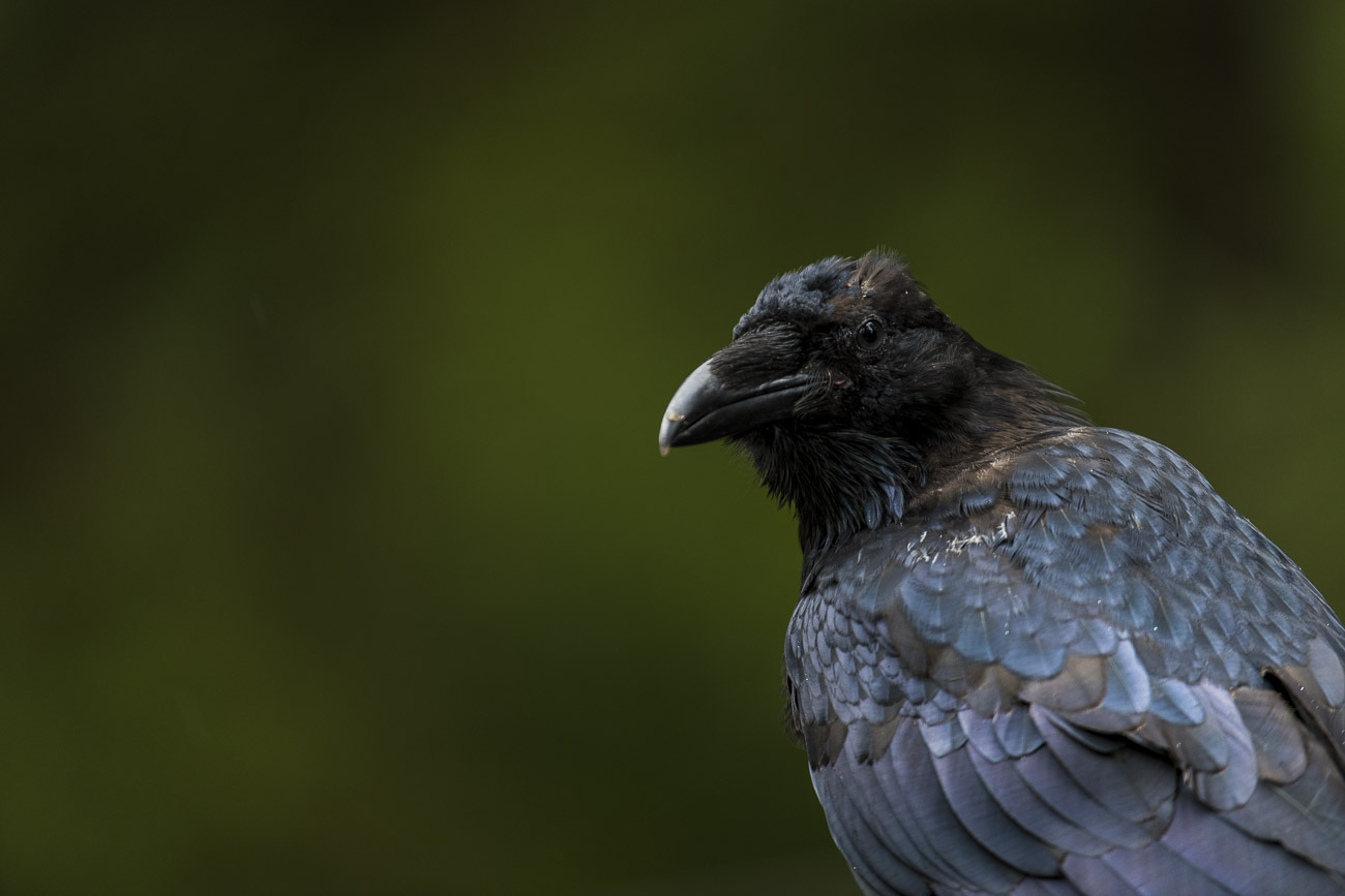 While taking a break from photographing the bears at Anan Creek, I noticed a raven fly in and rest on the railing for the viewing...
