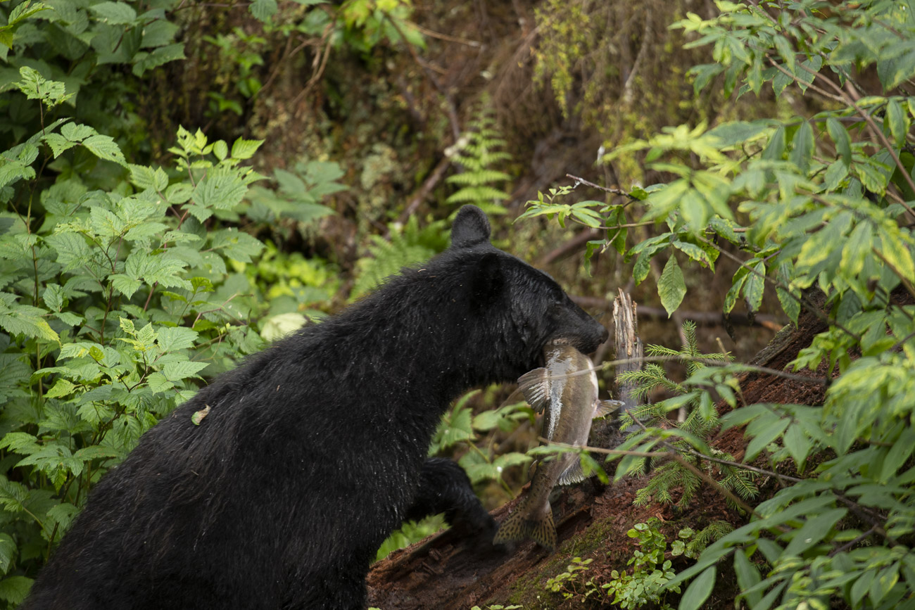 While photographing black bears feeding on salmon at Anan Creek, I noticed a common practice among many of the bears was to catch...